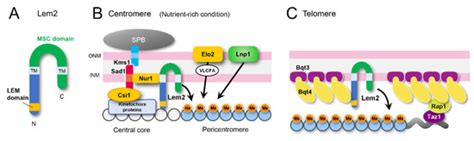 Cells | Special Issue : Heterochromatin Formation and Function