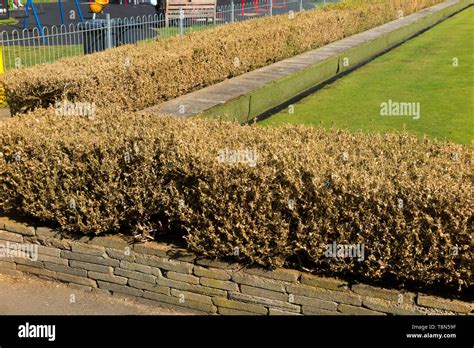 Box hedge caterpillar hi-res stock photography and images - Alamy