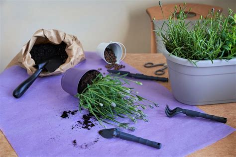 How To Grow Lavender From Cuttings