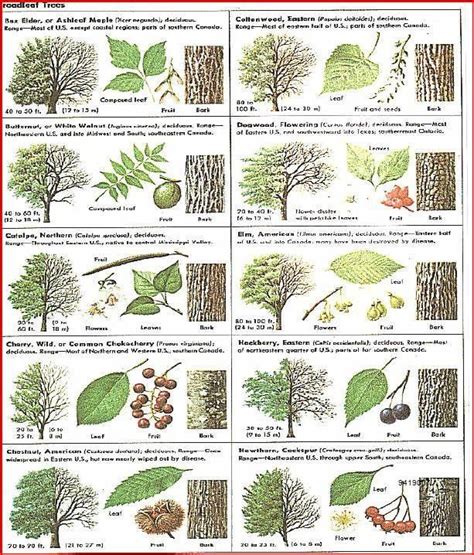 Tree Bark Identification Pictures - Dennis Munthe