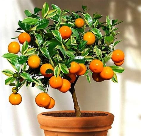 Tanaman Jeruk Kalamansi (Calamondin) - BibitBunga.com