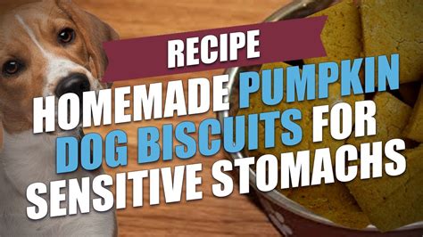 Homemade Pumpkin Dog Biscuits for Sensitive Stomachs Recipe - YouTube