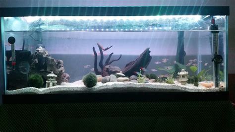 Photo #2 - My New 20 Gallon Long Tank Set Up. I Tried To Do ...