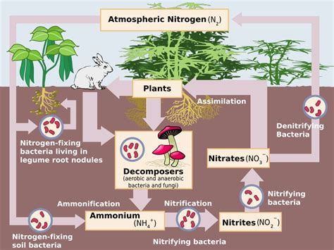 What is the Difference Between Chemolithotrophs and Chemoautotrophs ...