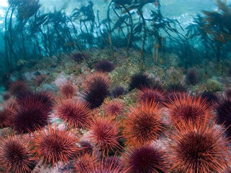 The Most Staggering Health Benefits Of Sea Urchins - Health Cautions