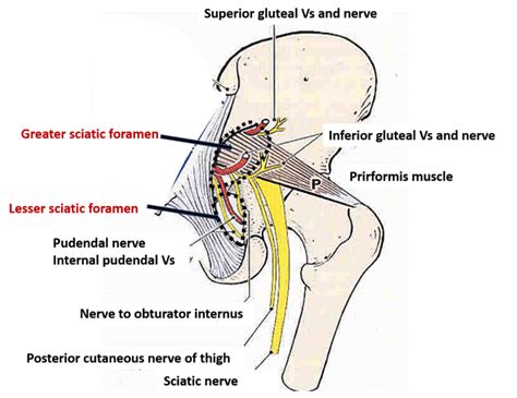 Greater, Lesser Sciatic Foramen - Structures passing through them