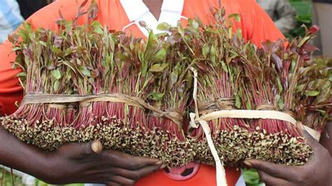 Miraa (khat) and Diabetes