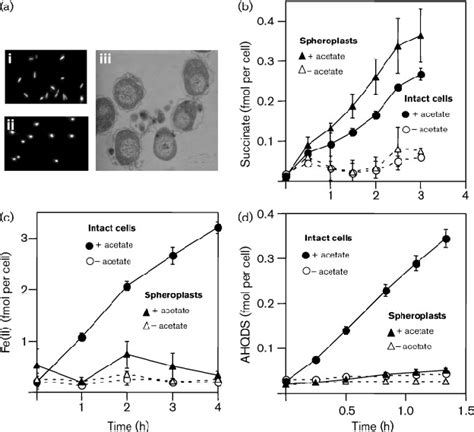 Properties of G. sulfurreducens spheroplasts . (a) Visual... | Download Scientific Diagram