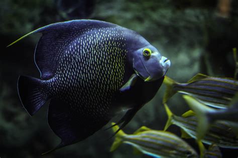 French Angelfish - Facts and Photographs | Seaunseen