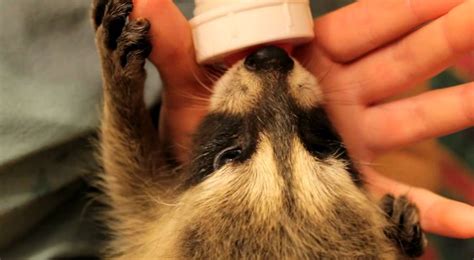 Baby raccoons feeding (helpbabywildlife.ca) - YouTube