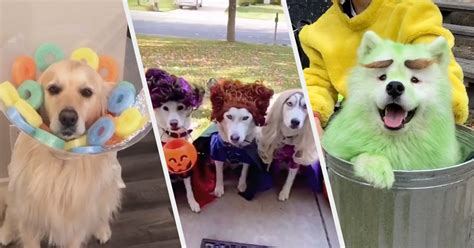 19 Of The Most Adorable Pet Costumes From TikTok | BuzzFeed - Latest ...