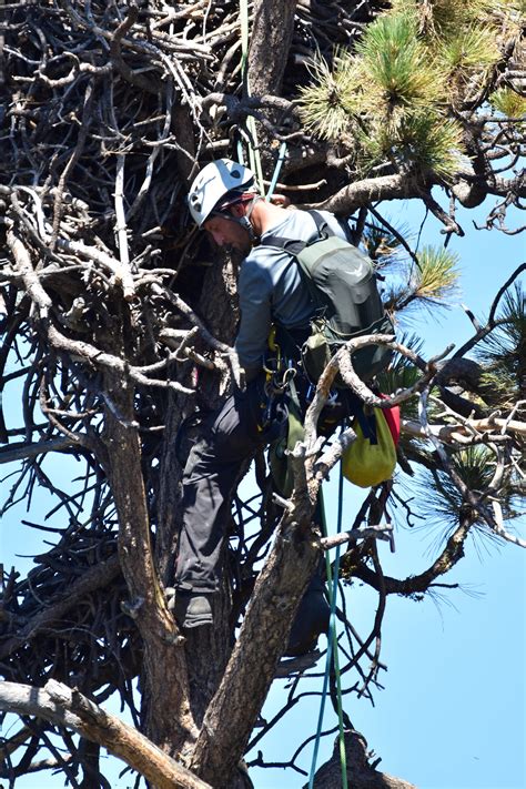 Helpful Humans Visited the Famous Big Bear Eagle Nest – NBC Los Angeles