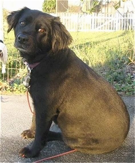 Lab Cocker Spaniel Mix Information