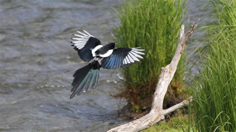 Magpie wallpapers HD for desktop backgrounds