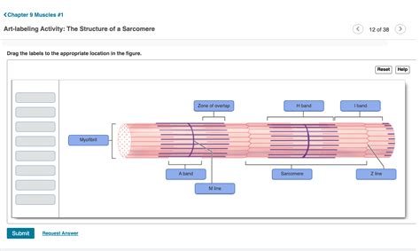 art-labeling activity: sarcomere structure - 4-h-dairy-posters