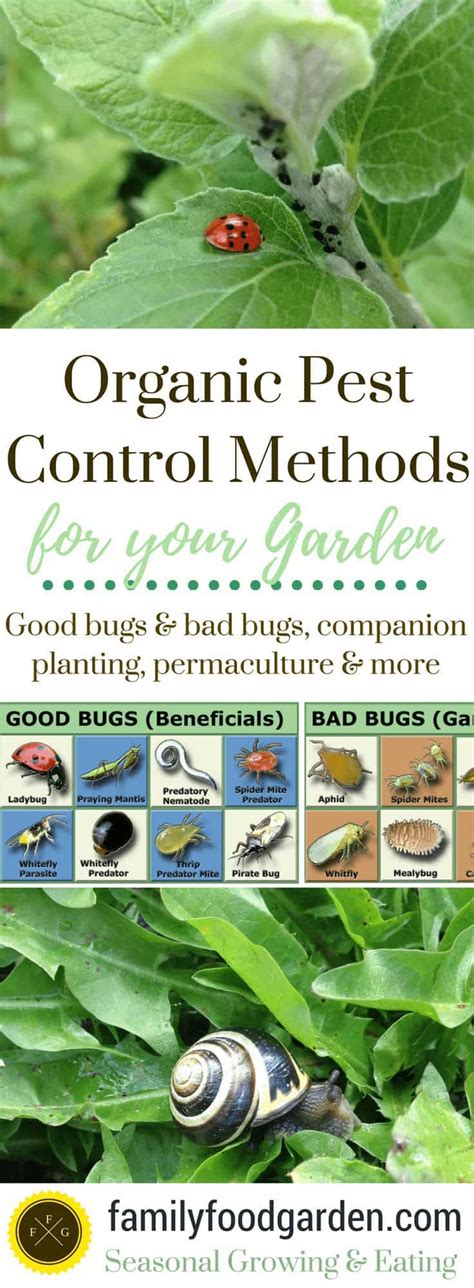 Organic Pest Control in your Garden | Family Food Garden