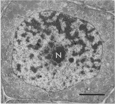 -An electron micrograph of a barley nucleus including a nucleolus (N).... | Download Scientific ...