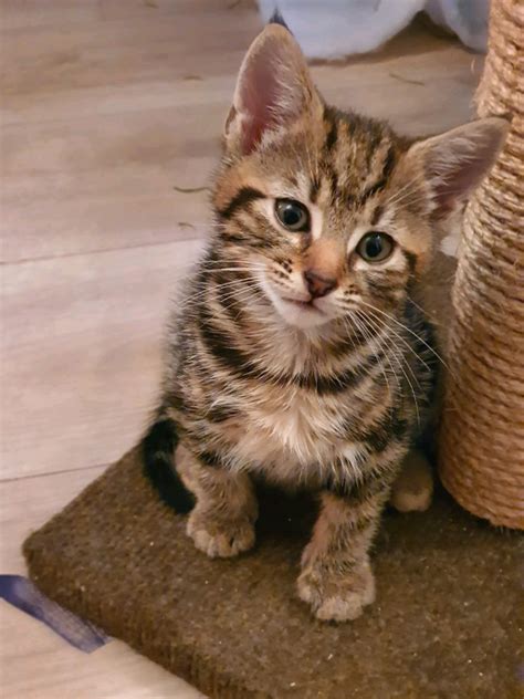 GORGEOUS TABBY KITTENS FOR SALE. AVAILABLE NOW | in Clacton-on-Sea, Essex | Gumtree