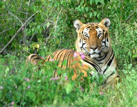 Top 10 National Parks in India to spot a tiger