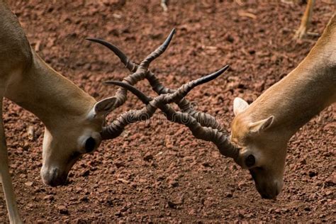 Indian Antelopes Fight, Blackbuck Fighting with Their Horns, Closeup Shot. Stock Image - Image ...