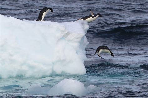 Melting in Antarctica is worst in 1,000 years | News | Al Jazeera