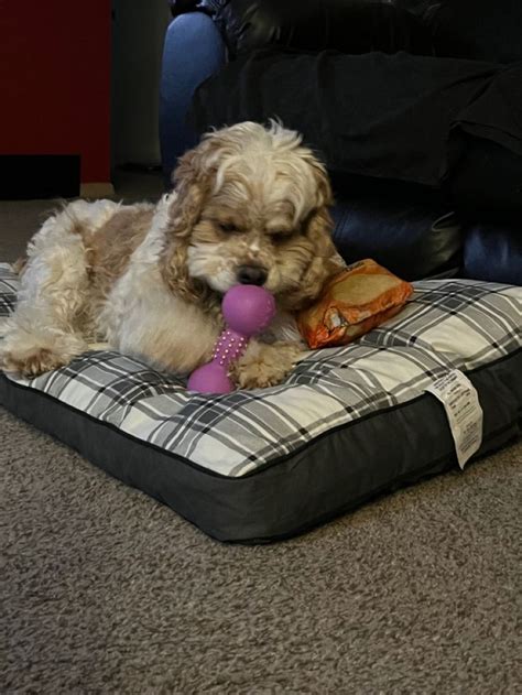 Dudley on his new My Pillow dog bed | Dog pillow bed, Dog bed, Dogs