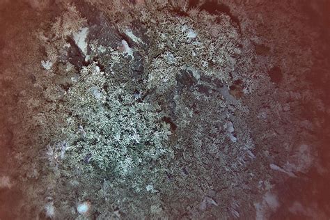 Researcher makes deep-sea coral reefs discovery in depths of the North-Pacific