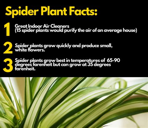 Spider Plant: Best Health Benefits For Us