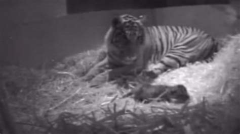 Hidden cameras film tiger cub birth at London Zoo | ITV News