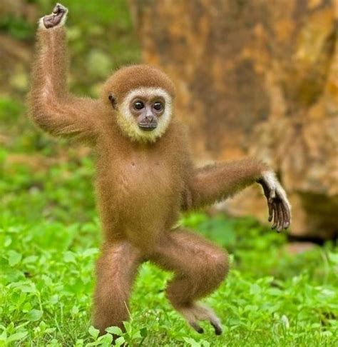 99 best you little monkey images on Pinterest | Wild animals, Monkeys and Adorable animals