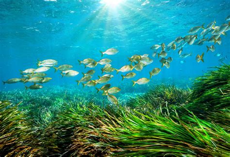 Seagrass loss leads to changes in fish populations - Earth.com