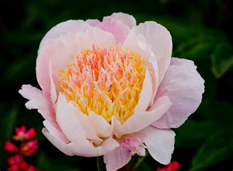 Thom Zehrfeld Photography : Adelman Gardens Peony Paradise | Two