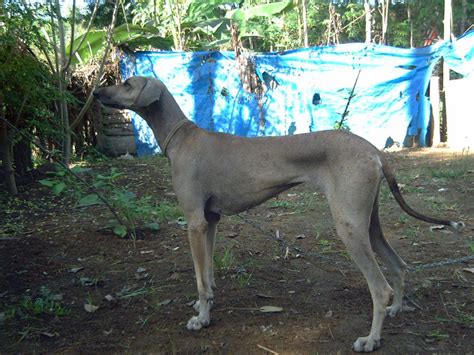 Chippiparai Dog Info, History, Temperament, Training, Puppy, Pictures