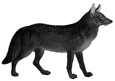 Florida black wolf | Extinct Animals Wiki | Fandom