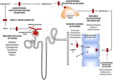 A Physiologic-Based Approach to the Evaluation of a Patient With Hyperkalemia - American Journal ...