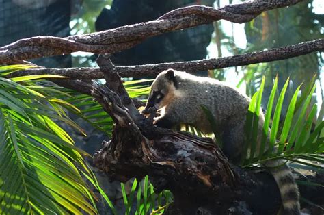 Coati - Description, Habitat, Image, Diet, and Interesting Facts