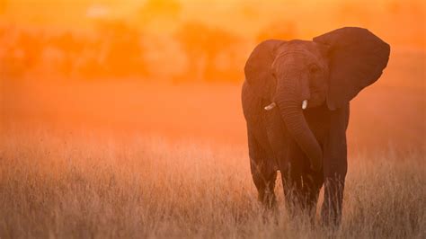 1920x1080 Resolution Elephant In Sunset Kenya Africa 1080P Laptop Full HD Wallpaper - Wallpapers Den