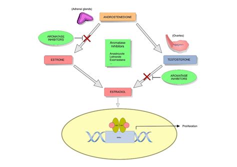 Hormone Therapy for Cancer Influencing Breast Cancer Treatment | NFCR