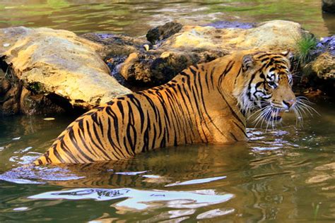 Sumatran Tiger | This Tiger was seen at the Montgomery Zoo, … | Flickr