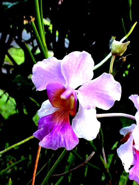 Vanda x Miss Joaquim | Orchids Wiki | Fandom