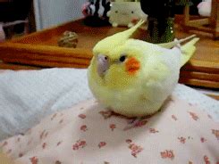 Birds Cockatiel GIF - Find & Share on GIPHY