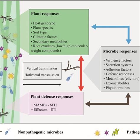 Beneficial effects of endophytic fungi colonization on plants | Request PDF