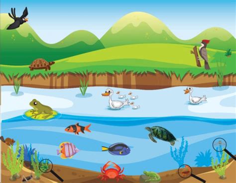 Give examples of animals found in freshwater habitat.