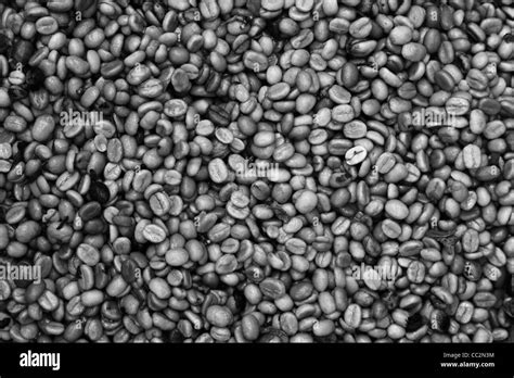 Raw Coffee Beans Stock Photo - Alamy