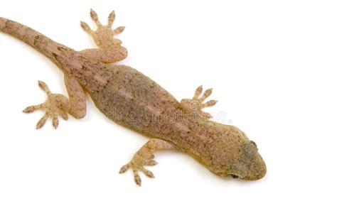 Japanese gecko stock photo. Image of prepared, skink - 26463668