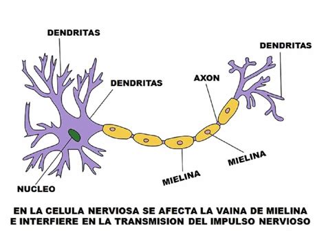 1-CELULA NERVIOSA - Actitud Saludable