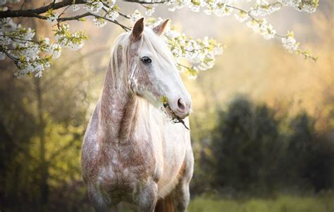 Horse Spring Wallpapers - Wallpaper Cave