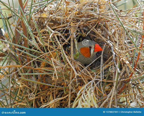 Nesting Za Zebra Finch Tends To Its Nestebra Finch Stock Image - Image of finch, outdoors: 137883769