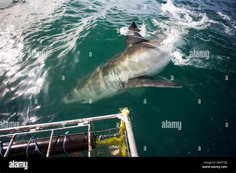 Great White Shark Cage Diving, False Bay, South Africa Stock Photo - Alamy