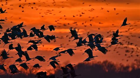 Sunset And Birds Wallpapers - Wallpaper Cave